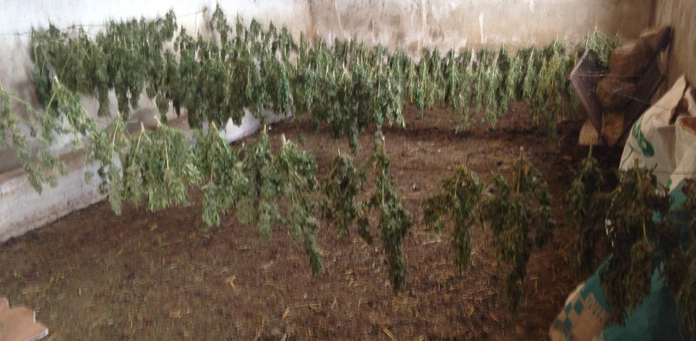 Piantagione di marijuana, quattro arresti 