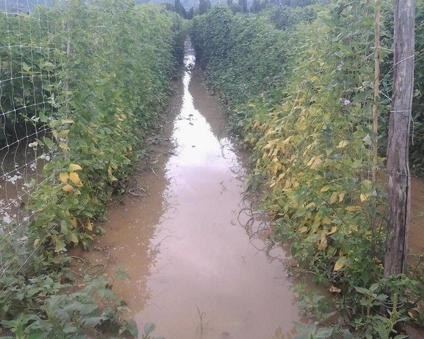 Agricoltura e pioggia, comincia il conto dei danni 