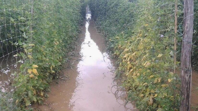 Agricoltura e pioggia, comincia il conto dei danni