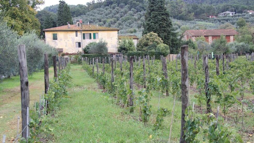 Troppa pioggia, la vendemmia sarà ritardata