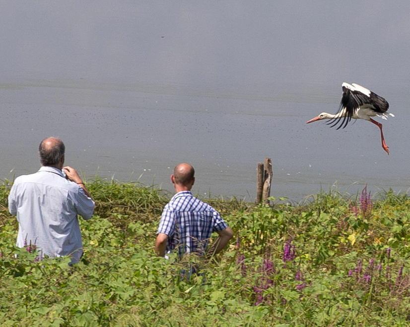 Padule di Fucecchio: torna a volare la cicogna bianca salvata a Prato 