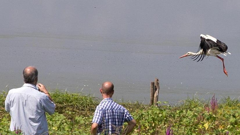 Padule di Fucecchio: torna a volare la cicogna bianca salvata a Prato
