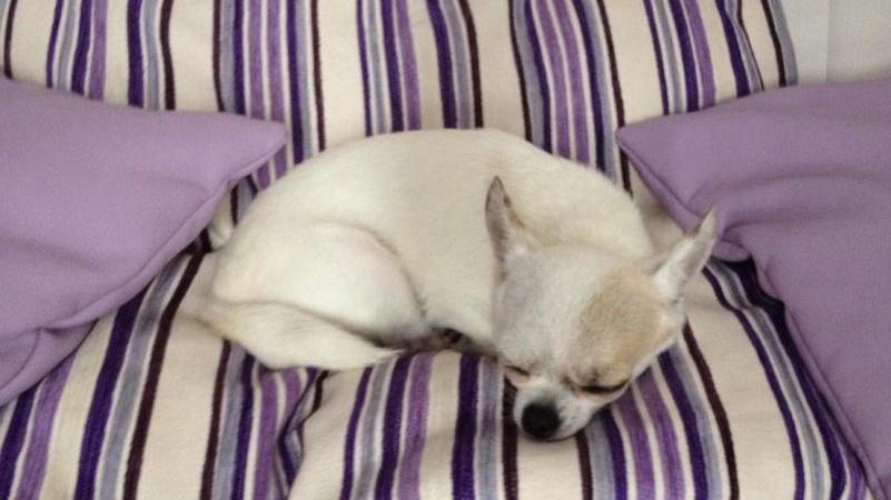 Ritrovata la canina rapita, Crystal è di nuovo con i suoi padroni