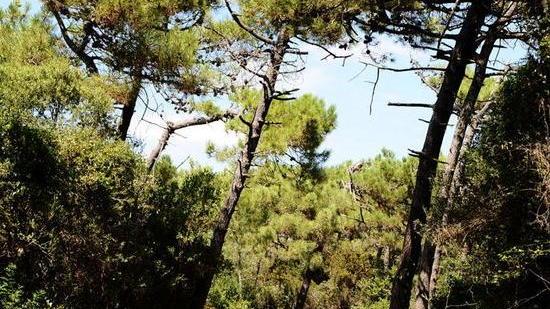 Degrado dopo il rave nella pineta di Marina