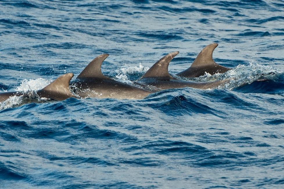 L’Ue rilancia il santuario dei cetacei tra Sardegna, Francia e principato di Monaco 