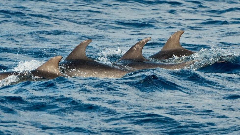 L’Ue rilancia il santuario dei cetacei tra Sardegna, Francia e principato di Monaco 