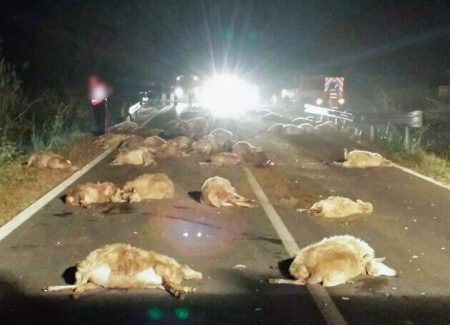 Incidente stradale nella notte, 70 pecore restano uccise 