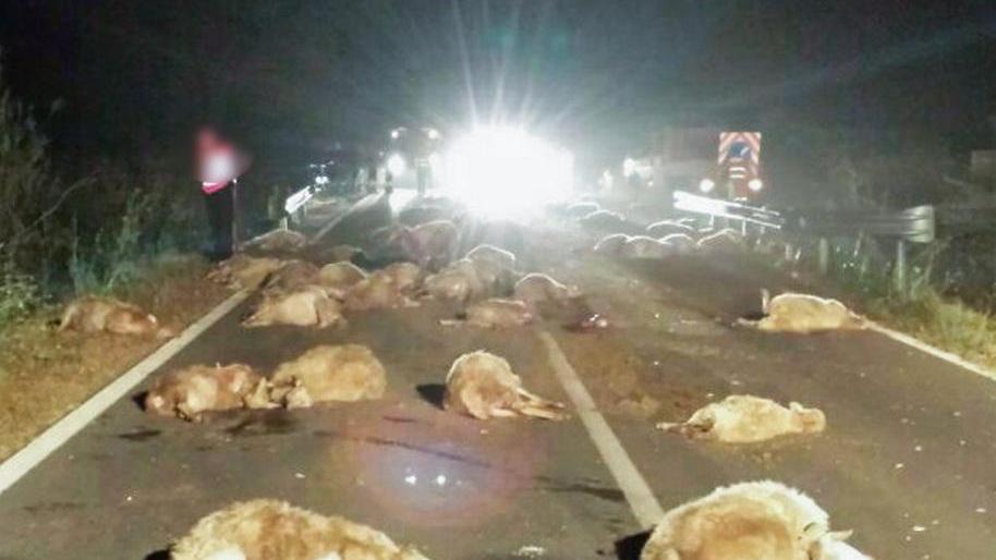 Incidente stradale nella notte, 70 pecore restano uccise 