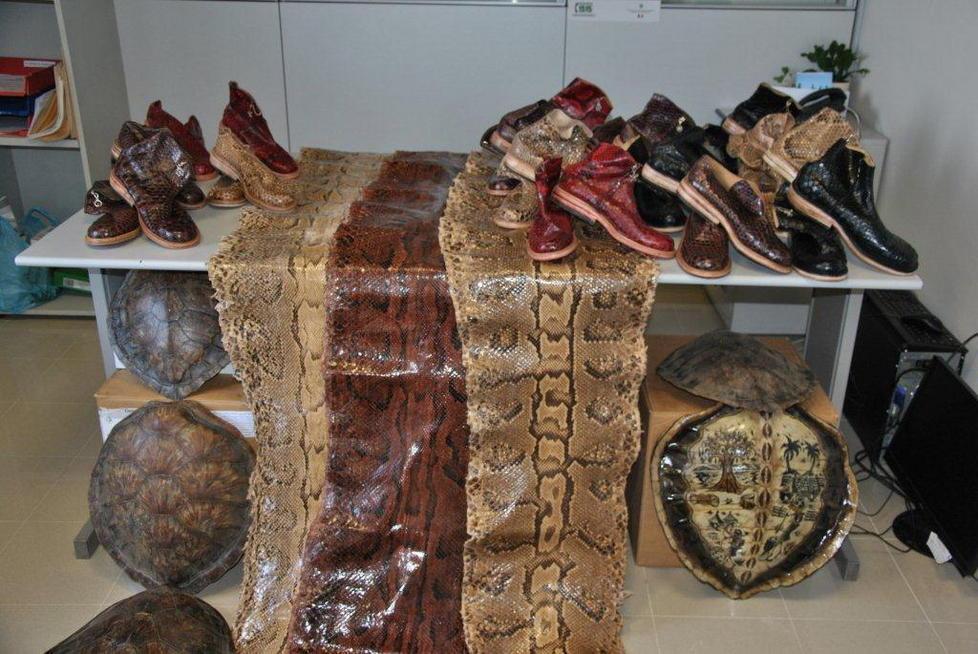 Pelli di pitone e gusci di tartarughe dal Senegal a Livorno: maxi sequestro delle Dogane 