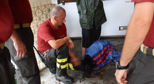 Prato, tuoni, cane si getta in un pozzo, salvato dai pompieri