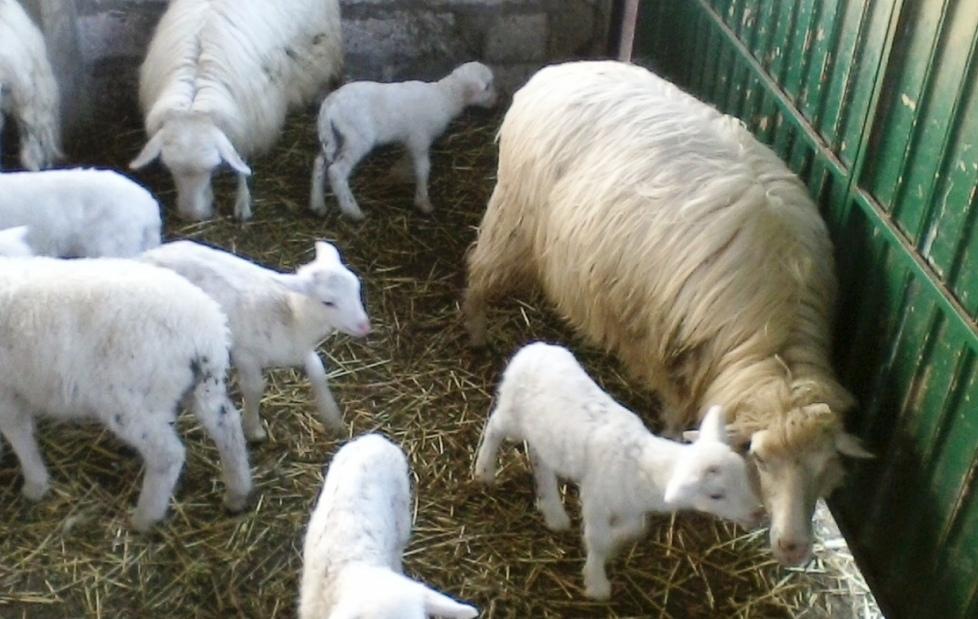 Lingua Blu: «Serve un piano» 