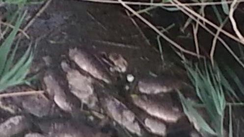 Nuova moria di pesci nel Tirso Asl e Arpas cercano le cause