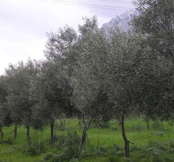Aumento della mosca olearia, è allarme tra gli olivicoltori