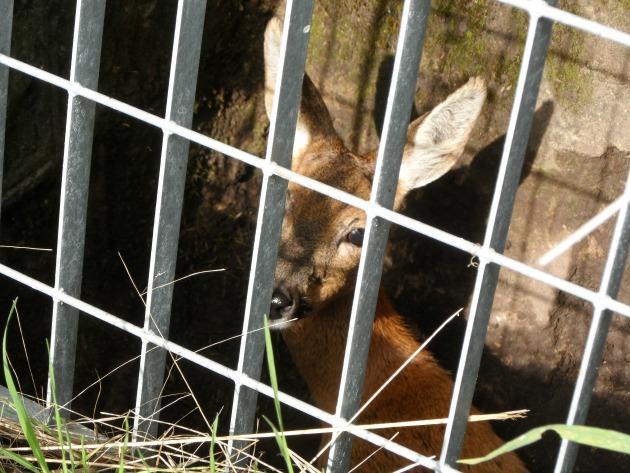 Capriolo in trappola salvato da quattro turisti  