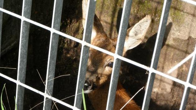Capriolo in trappola salvato da quattro turisti