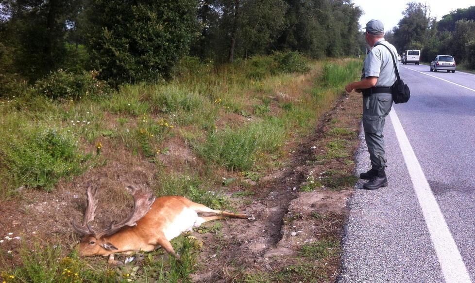 Daino investito, la carcassa trovata sul ciglio dell’Aurelia 
