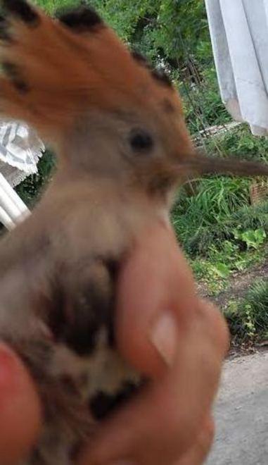 Upupe nei cieli di Fabbrico: una buona notizia solo a metà 