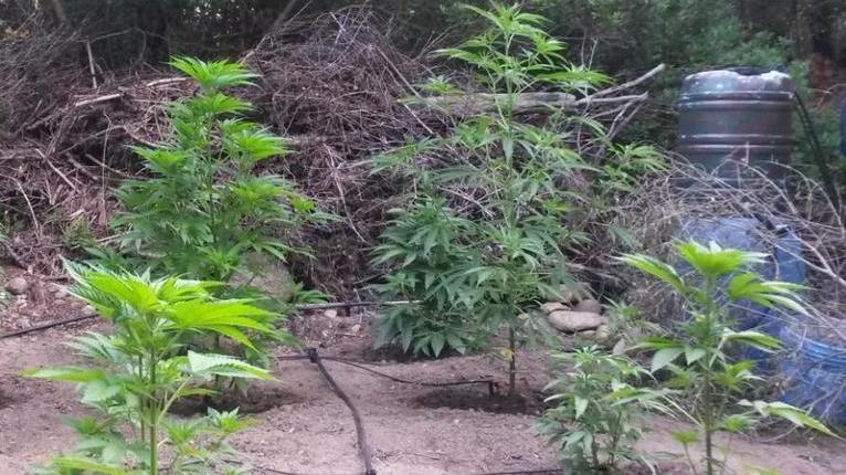 Agricoltore coltivava anche piante di marijuana: arrestato 