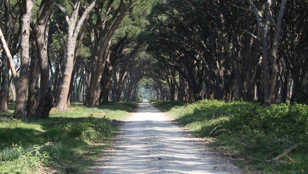 Piantine di pino dal Parco come souvenir ai visitatori