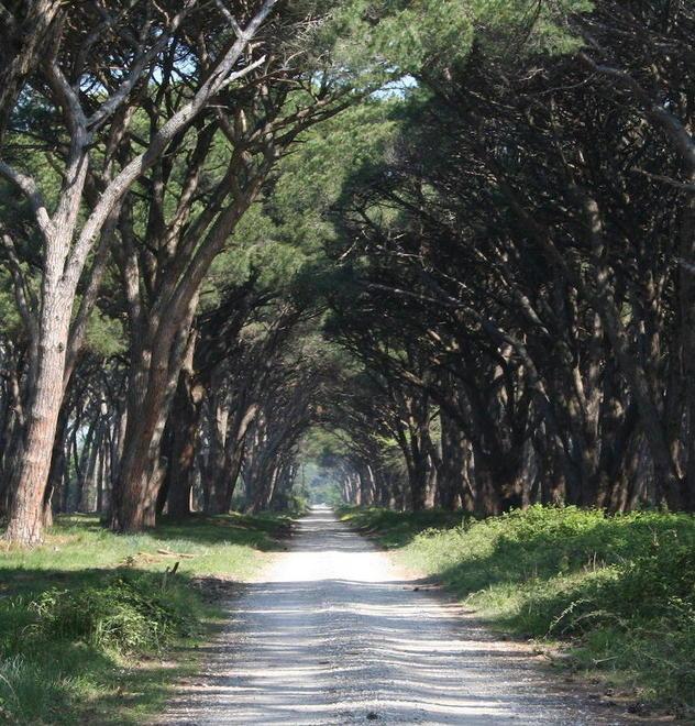 Piantine di pino come souvenir