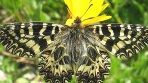 Ambiente, eccellenze del Parco nazionale a Sesto Fiorentino