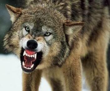 Azione extragiudiziale per i danni al bestiame 