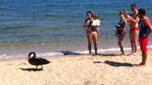 Un cigno nero tra i bagnanti