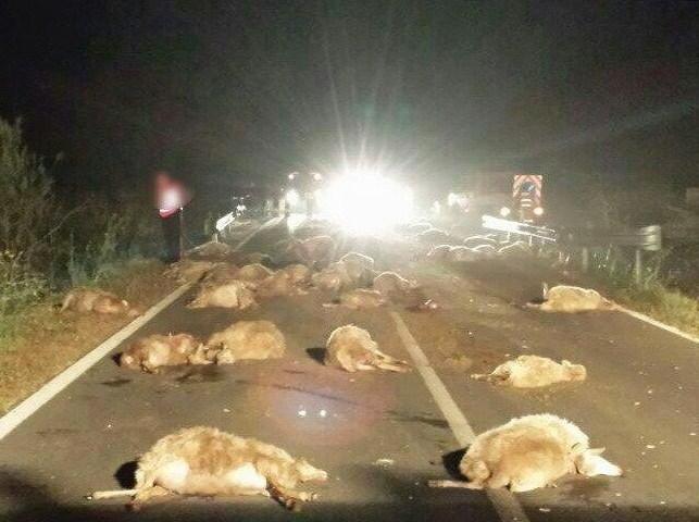 Auto su gregge, uccise 70 pecore 
