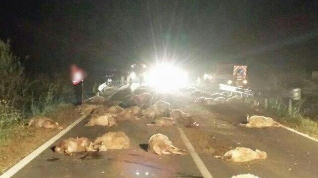 Auto su gregge, uccise 70 pecore 
