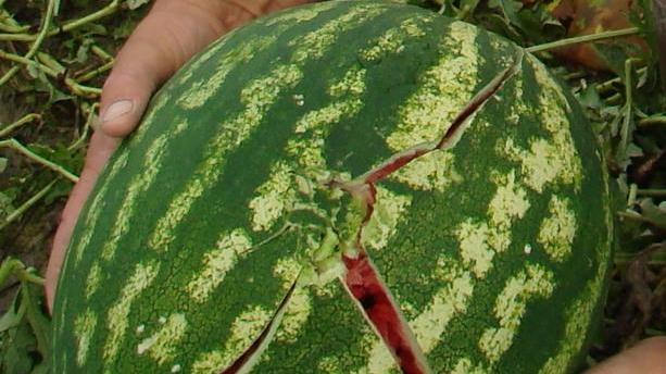 Tante le produzioni agricole coperte dall’assicurazione