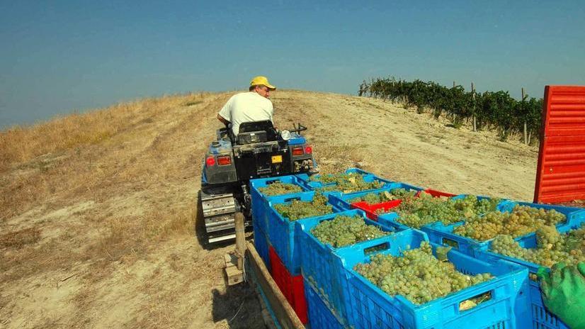 Coldiretti: vendemmia salva, malgrado le piogge e le basse temperature