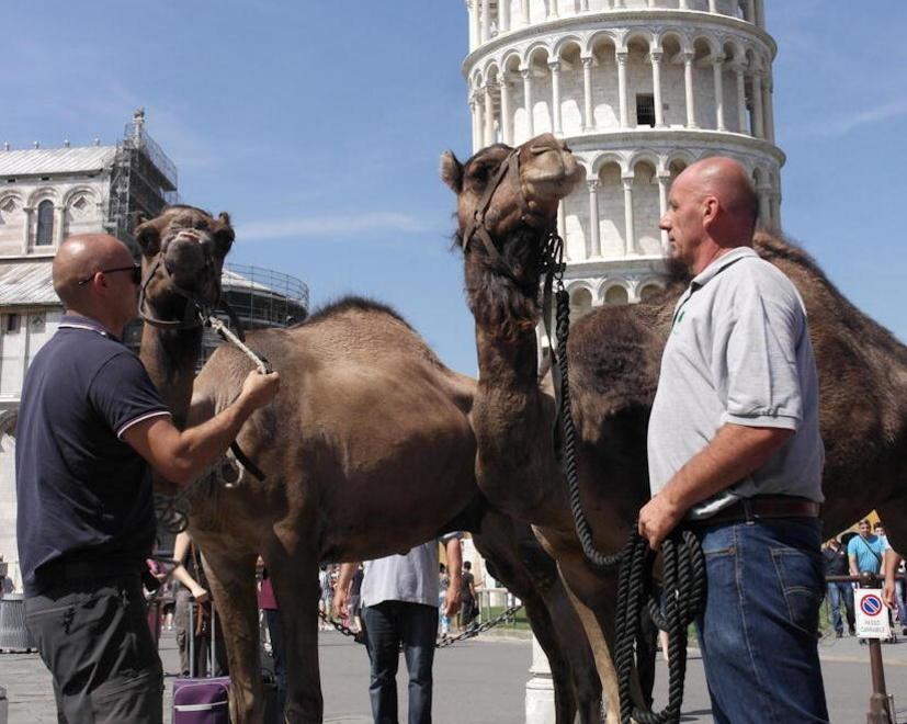 Tre dromedari donati dall’Agesci al Parco di San Rossore 