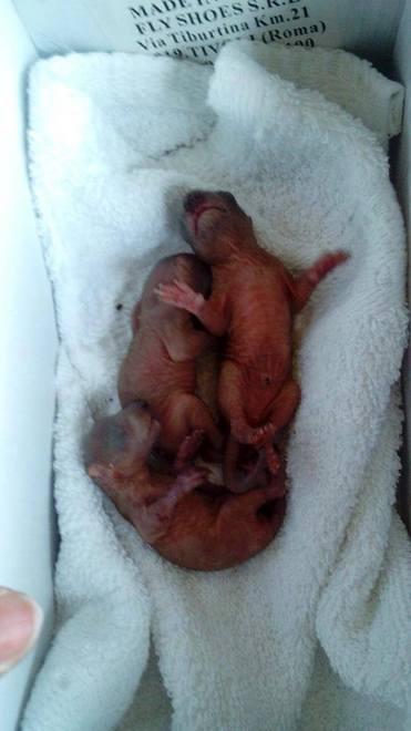 Cuccioli di scoiattolo caduti dalla tana sull'albero, salvati dalla Svs 
