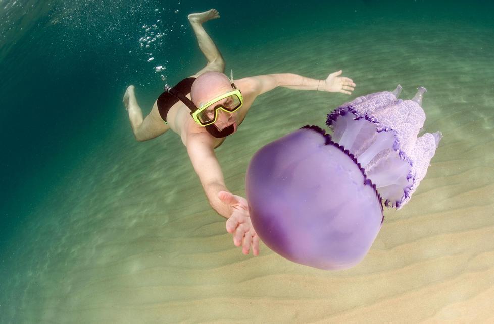 Lotzorai, faccia a faccia con le meduse giganti - FOTO