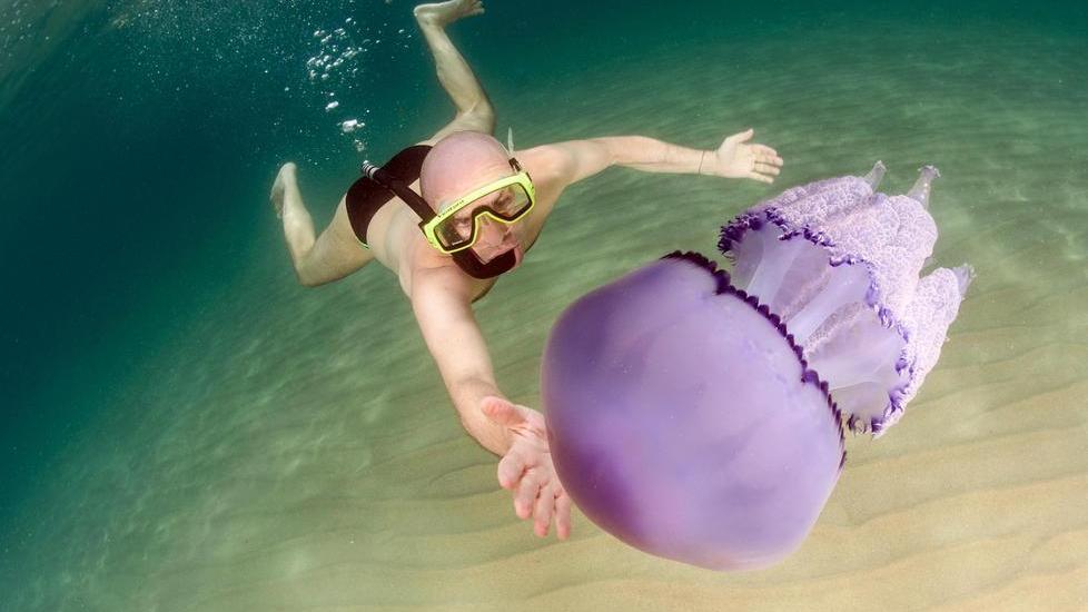 Lotzorai, faccia a faccia con le meduse giganti - FOTO