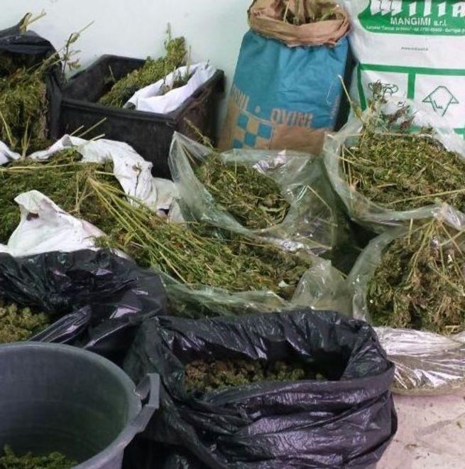 Oliena, ai domiciliari per la marijuana