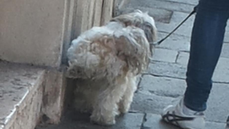 «Cattivo odore e macchie Basta con le urine in strada»