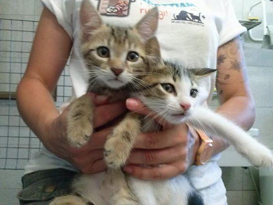 Gatti abbandonati in una scatola accanto al cassonetto 