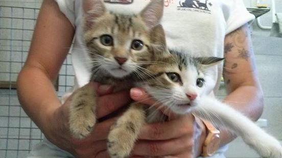 Gatti abbandonati in una scatola accanto al cassonetto