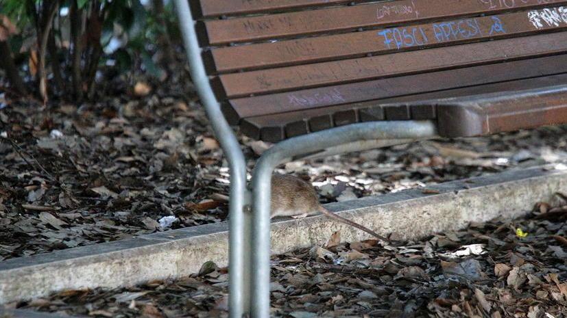 Ratti “assaltano” le merende dei bambini nel parco della Rimembranza