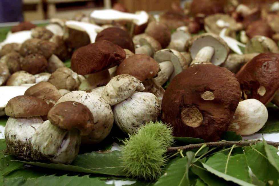 «Un’odissea il permesso per la raccolta funghi» 