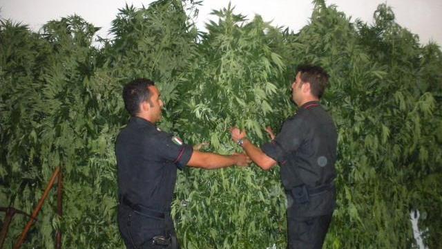 Coltivava 600 piante di cannabis, arrestato un 25enne 