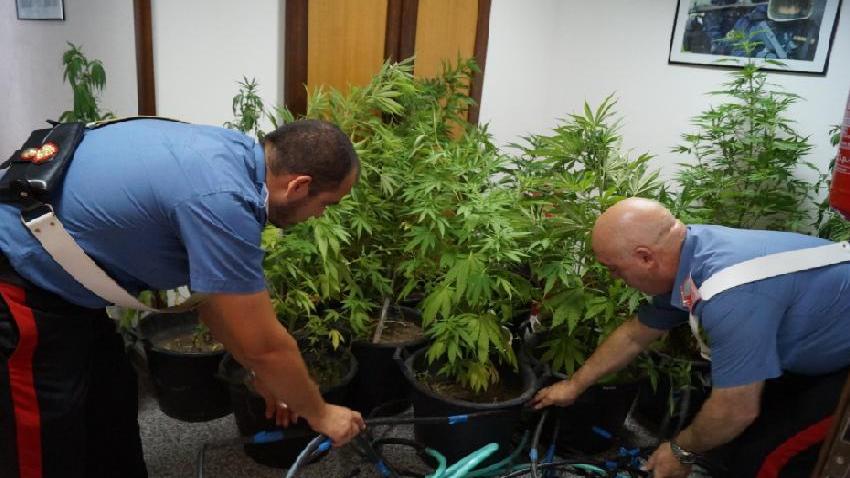Coltiva cannabis in una casa in disuso: arrestato 