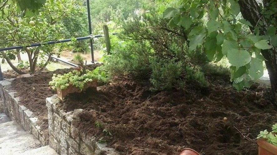 Cinghiali, nuove proteste per i danni nel campese