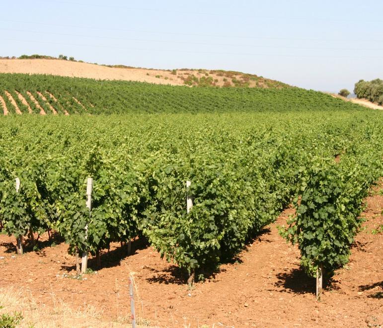 Ampsicora, tra vino e suoni