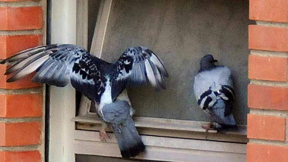 Ospedale invaso dai piccioni, è allarme 