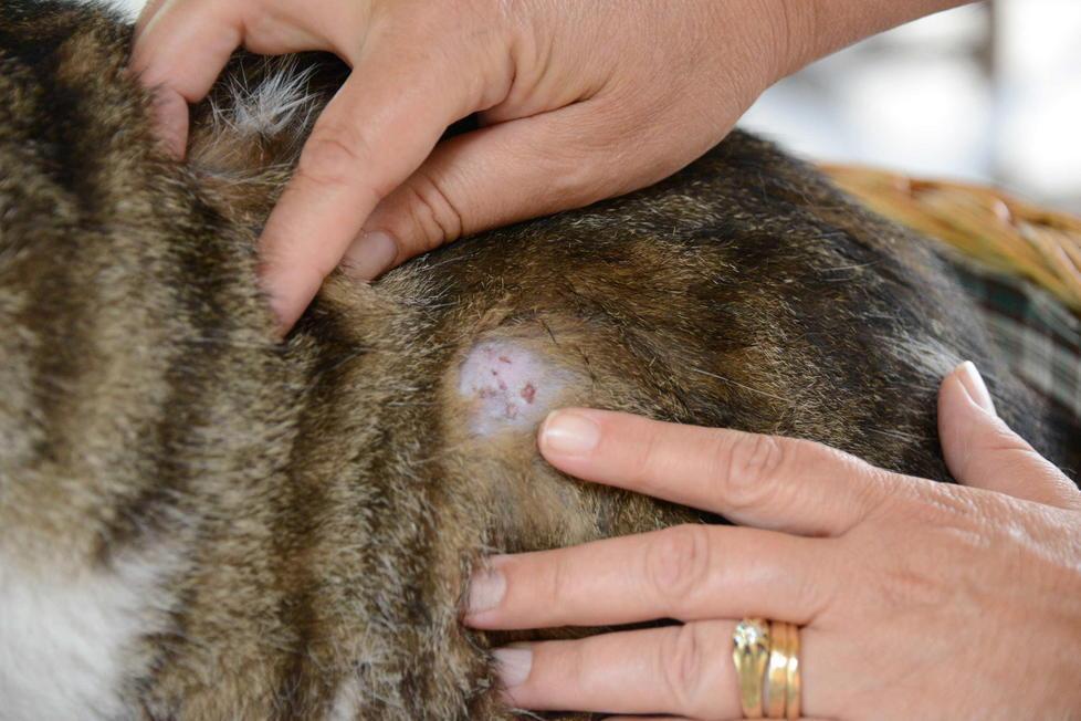 Gatto preso a fucilate a Vergaiolo 