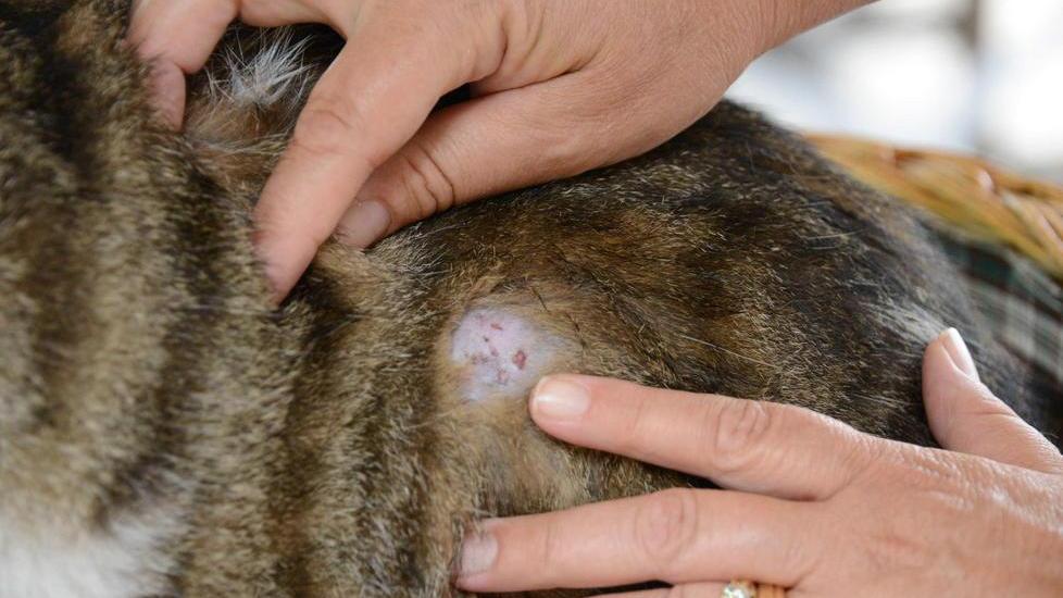 Gatto preso a fucilate a Vergaiolo