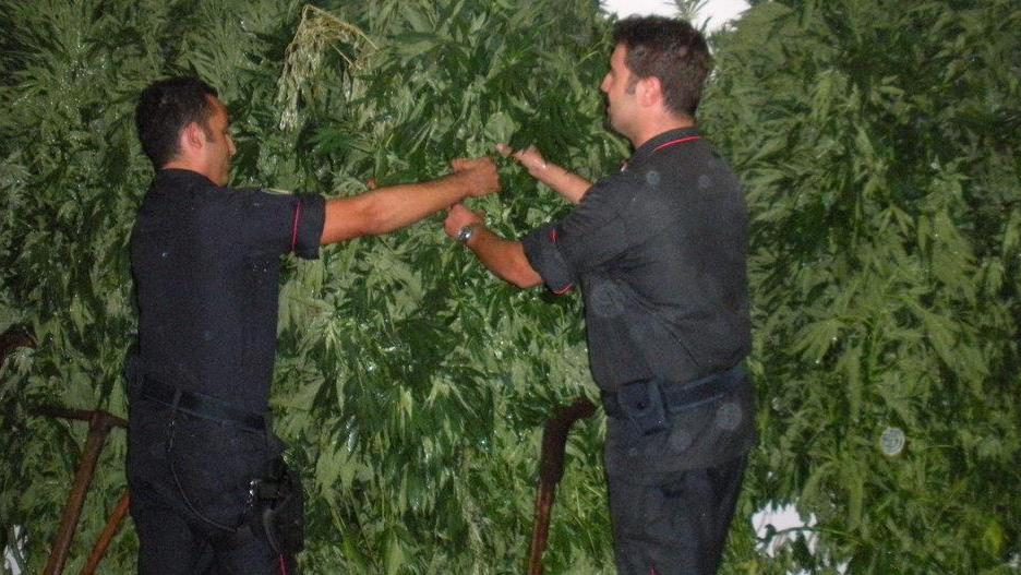 Sequestrate 600 piante di marijuana, un arresto