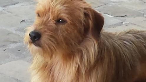 Un appello per ritrovare Toby smarrito ad Aiola